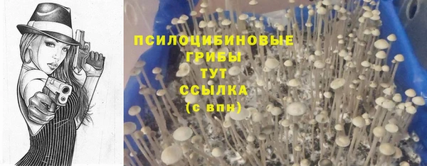 прущие грибы Белокуриха