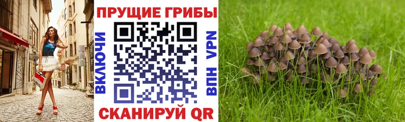 blacksprut ссылка  купить наркоту  Чухлома  Псилоцибиновые грибы Cubensis 